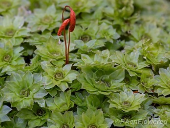 Plant form with sporophytes